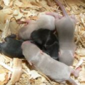 11-gerbil-babies